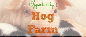 Unique Investment Opportunity, hog farm, pigs