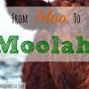 cattle investing,moolah